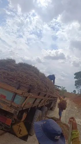 GRAMAS JA PLANTADAS EM CALDAS E REGIAO CONFIRA