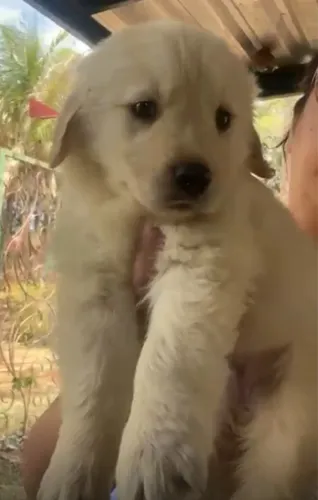 Golden Retriever - Seu Novo Melhor Amigo Espera Por Você!