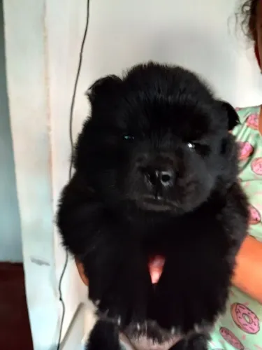 Cachorro Chow -chow  fala no ZAP *61