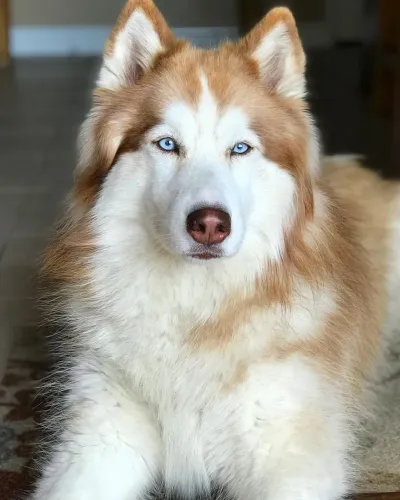 Husky wooly01 parcelo até 18x pedigree