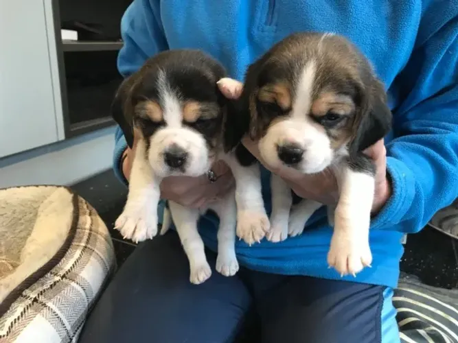 Cães incríveis disponíveis para famílias dedicadas