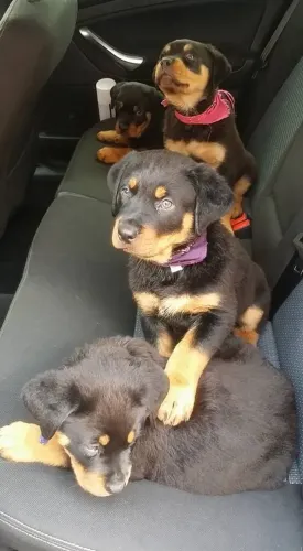 Rottweiler Filhote Forte Lindo e Protetor