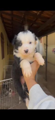 Filhote Border collie macho preto e branco