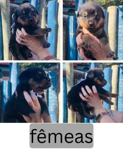 Filhotes de rottweiler cabeça de touro