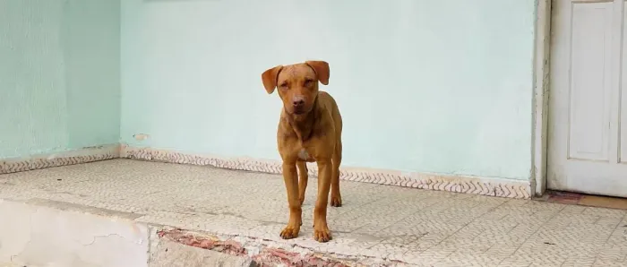 doa se cachorro