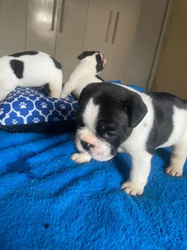Vendo lindo filhotes de buldogue Francês