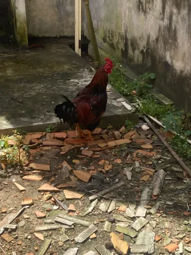 Galo caipira 