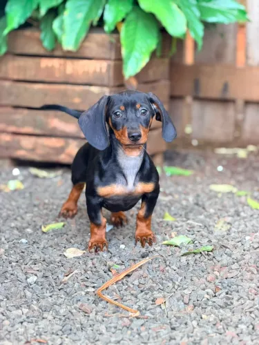 Filhotes de Dachshund disponíveis
