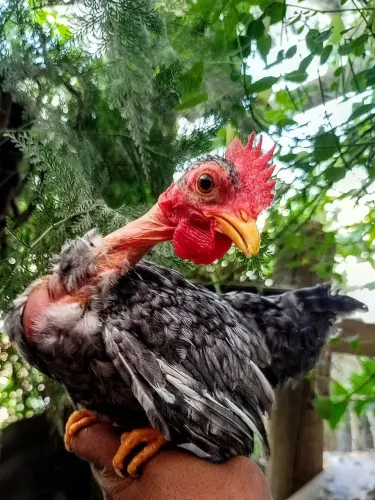 Frangos F1 de Serama com Galinze 