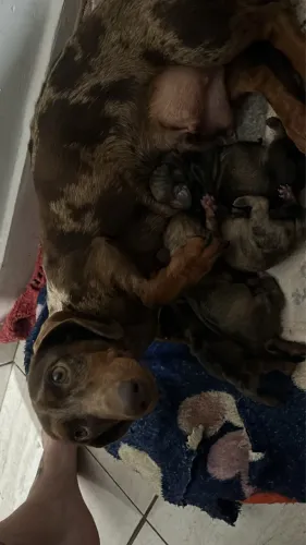 Filhotes de Dachshund  ( salsicha)