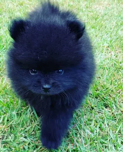Spitz alemão macho 