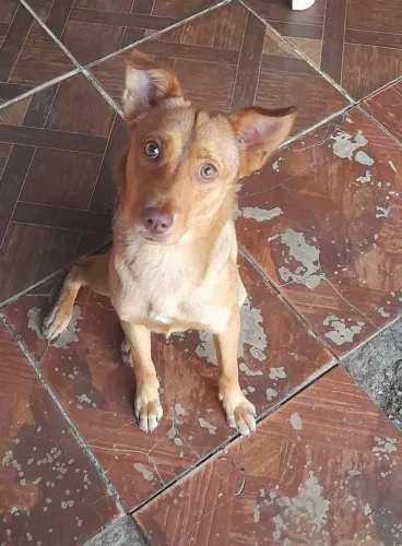 Cachorra para doação!