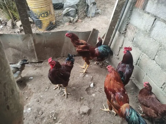 Galinha e galo Rhod Island red