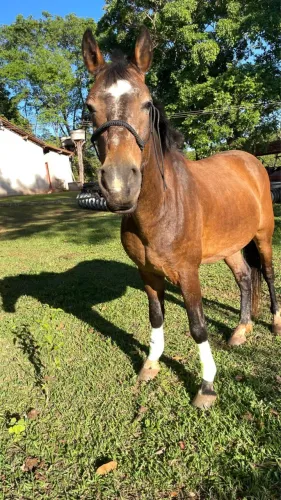 Cavalo bom de lida 