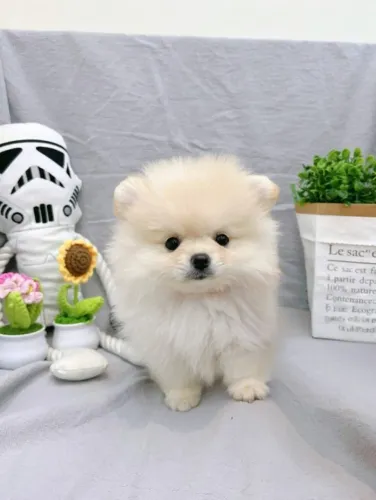 Baby spitz alemão/lulu da pomerânia saudável e super dócil