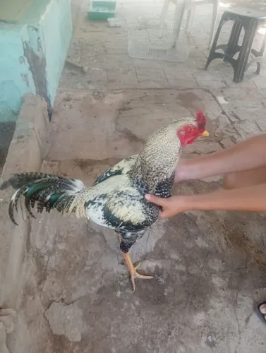 Galinhas 