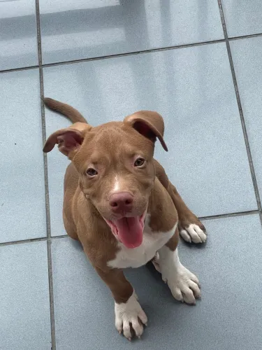 Pitbull 2 meses 