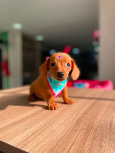 Salsicha Dachshund
