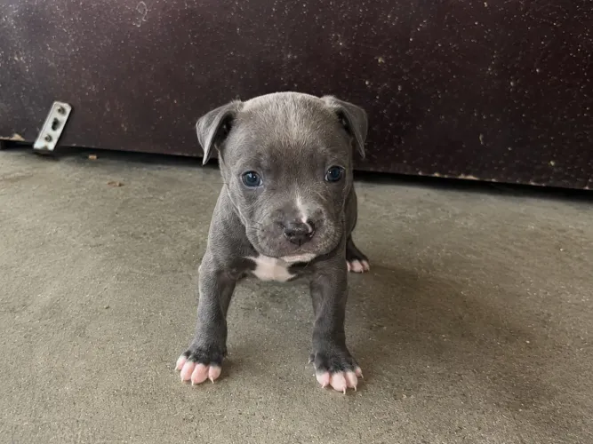 American bull