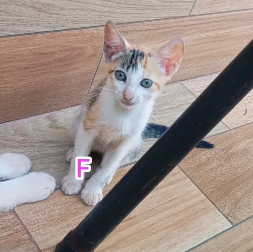 ADOÇÃO RESPONSÁVEL