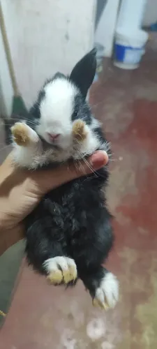 Coelhos filhotes