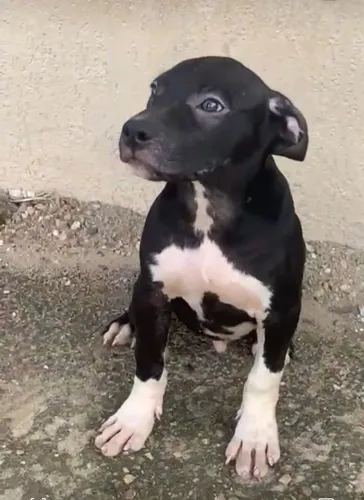 Pitmonster 3 meses macho 