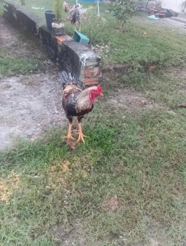 Galo índio grande