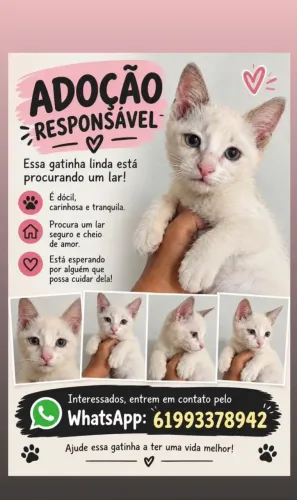 Doação gatinha filhote