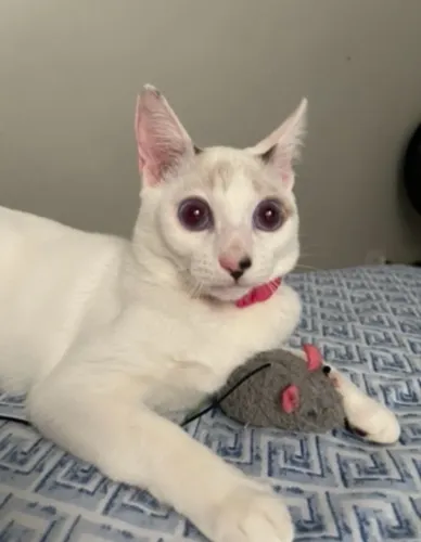 Gata fêmea branca 