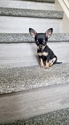 Filhotes De Pinscher - Fofura Que Vai Invadir A Sua Residência