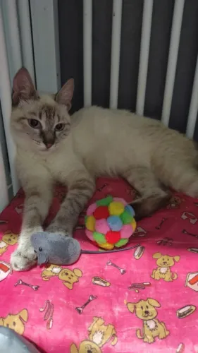 Gatinha Disponível Para Adoção Responsável