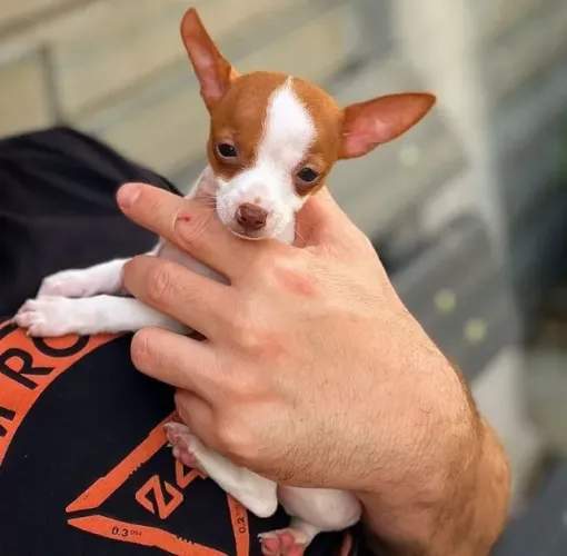 Pinscher 0 -A pronta entrega /Femea e macho disponível 