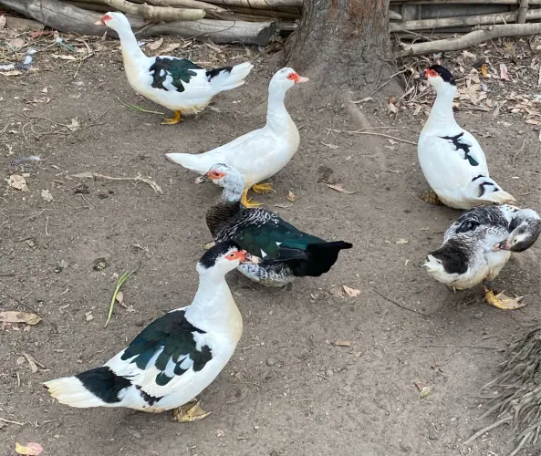 Patas a venda