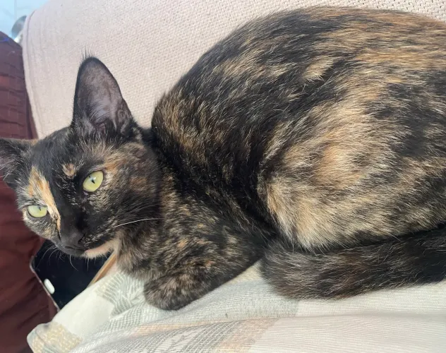 Doação de gata