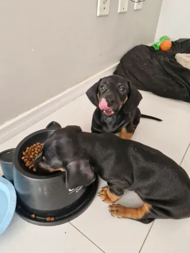 Cachorra salsicha (dachshund)