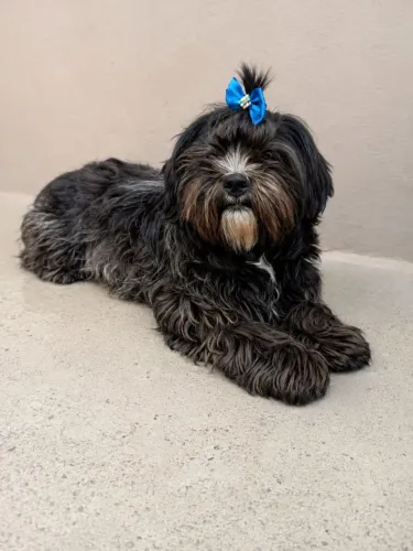 Lhasa fêmea