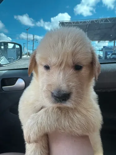 Golden