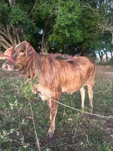 Novilha aAnelorada