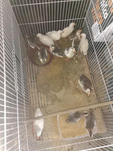 Filhotes de CAPOTE 12,00 reais 