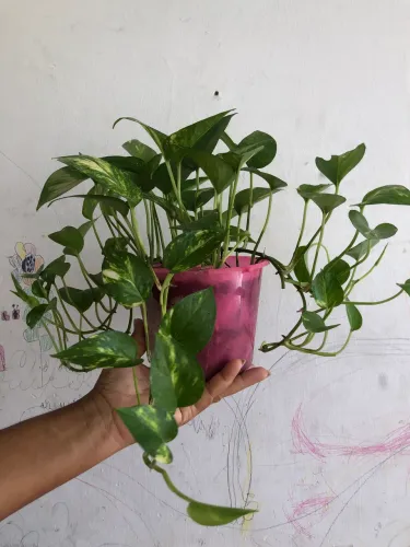 PLANTA jiboia
