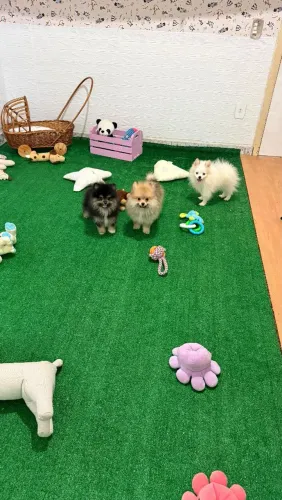 Filhotes de Spitz Alemão com pedigree