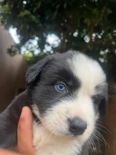 Filhotes de Border Collie