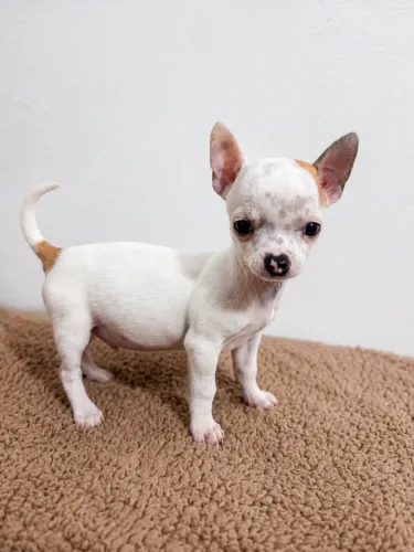 Chihuahua filhotes