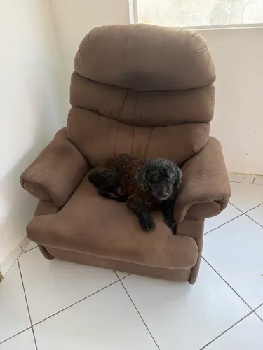 Poltrona do papai 100 reais