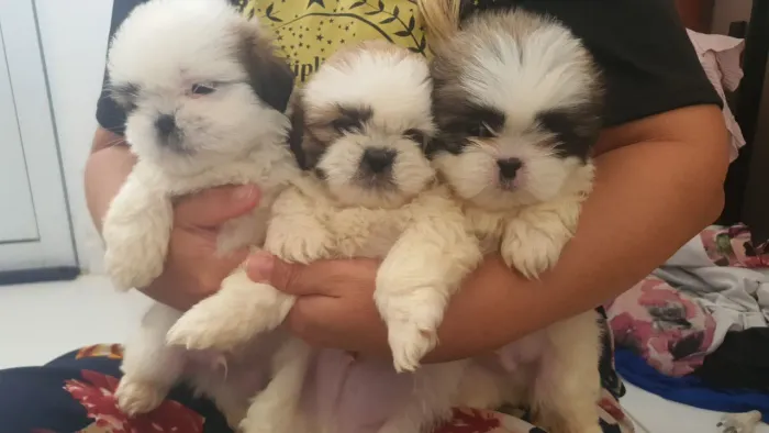 Machinhos disponível Shih-tzu