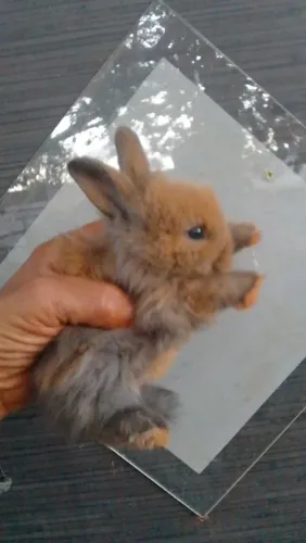 Coelhos