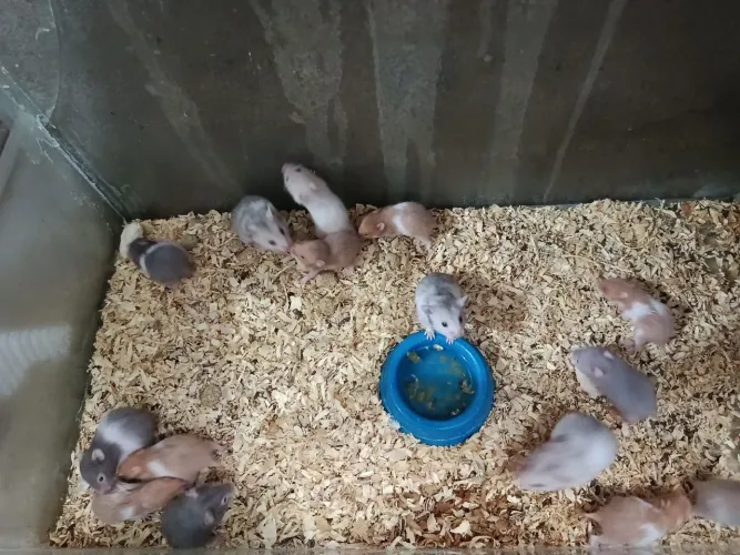 Hamster