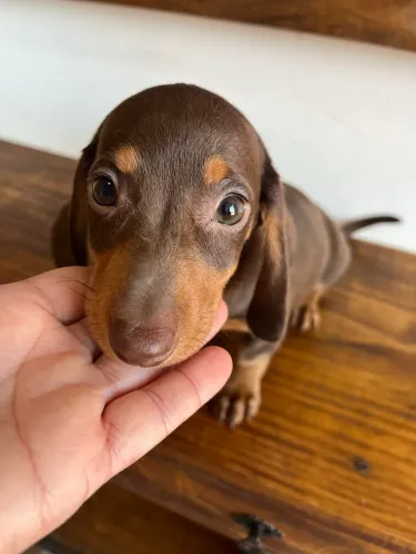 Dachshund miniatura macho