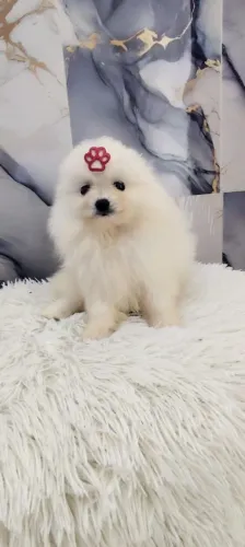 Spitz alemão anão com as 3 vacinas pronta entrega