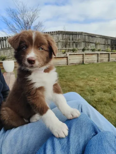 Border Collie - Olhar Cheio De Esperança 